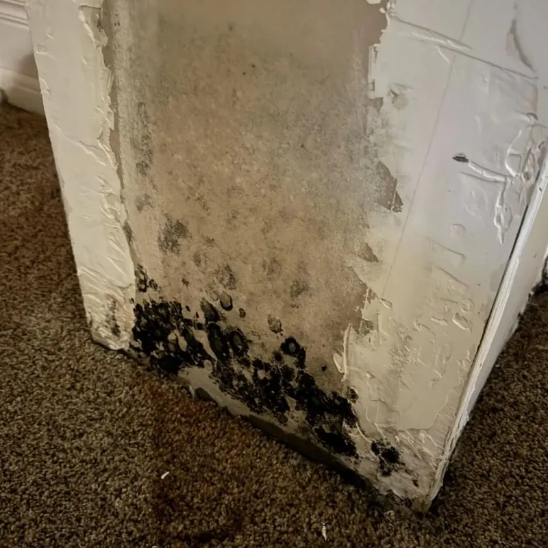 Professional Mold Removal in Petersburg, IN